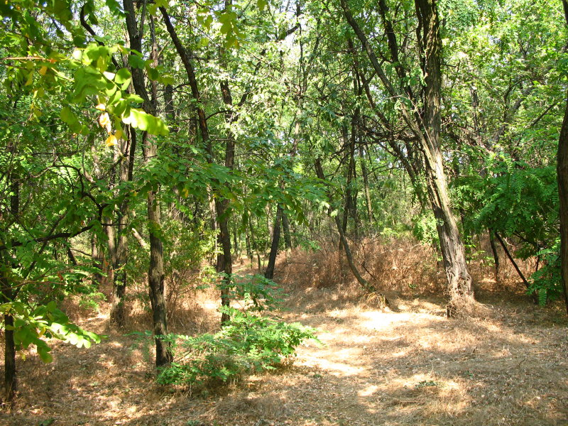 Khortytsya'08'08 photo